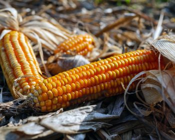 Close-up of Dried corn cobs on on dry corn leaves after harvest