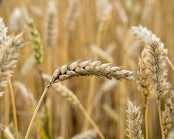 A selective focus shot of wheat branches in the field