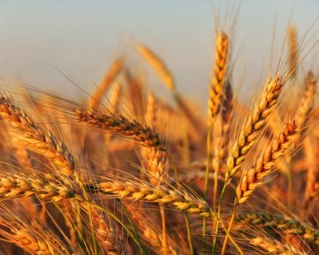 Wheat field. Ears of golden wheat close up. Beautiful Nature Sunset Landscape. Rural Scenery under Shining Sunlight. Background of ripening ears of meadow wheat field. Rich harvest Concept